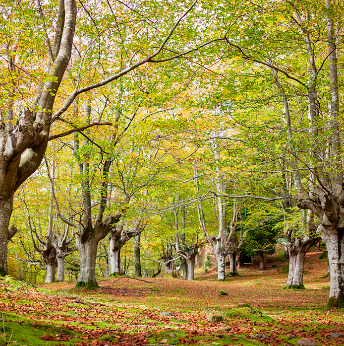 División Forestal - Onesta