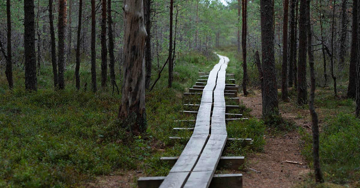 Darren Sleep will give a lecture on forest science and ecology at the Onesta Wood Chair - Onesta