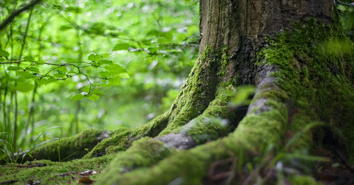 Onesta Forestal, autosuficiencia energética y aprovechamiento circular de la madera - Onesta